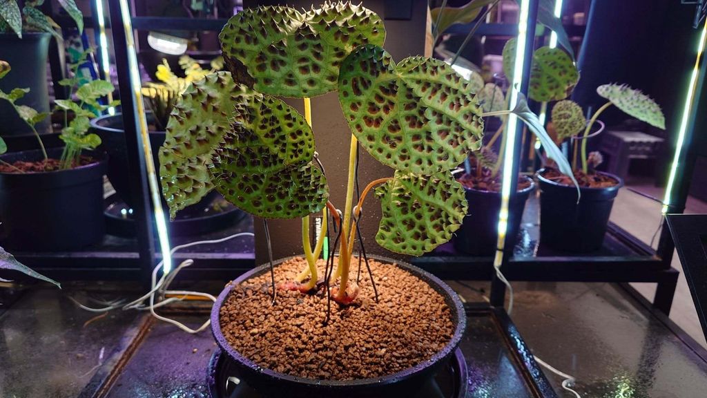 605127057_25544955678475093_7945464854118533860_n