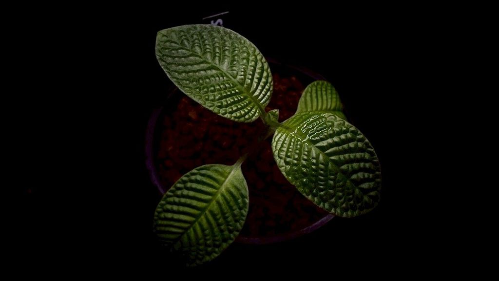 LINE_ALBUM_20251228_251228_34