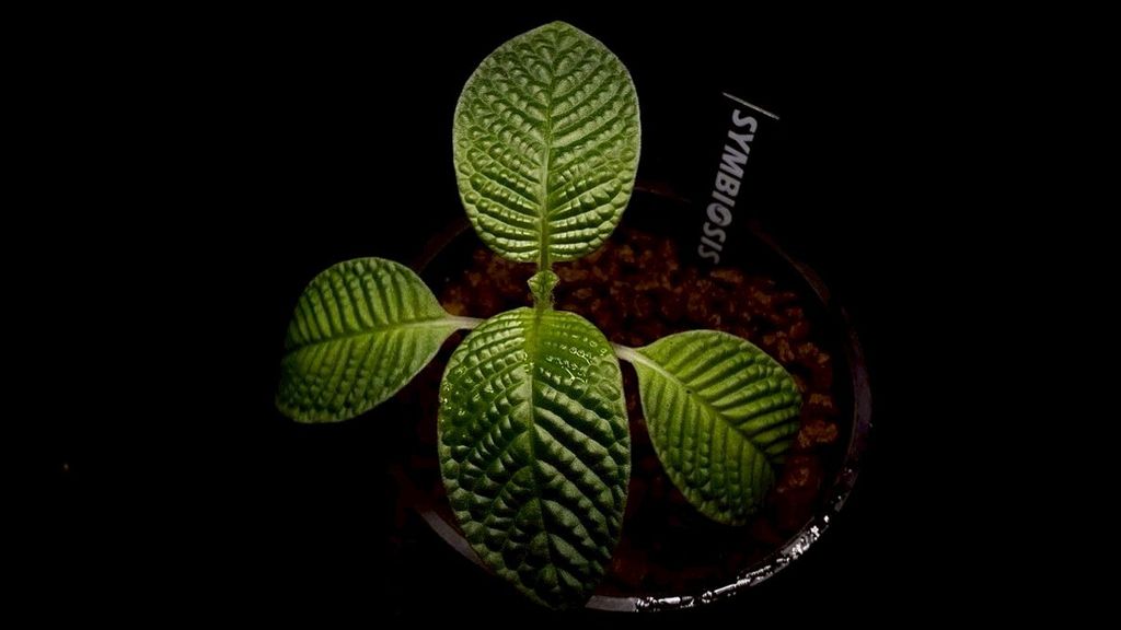 LINE_ALBUM_20251228_251228_33