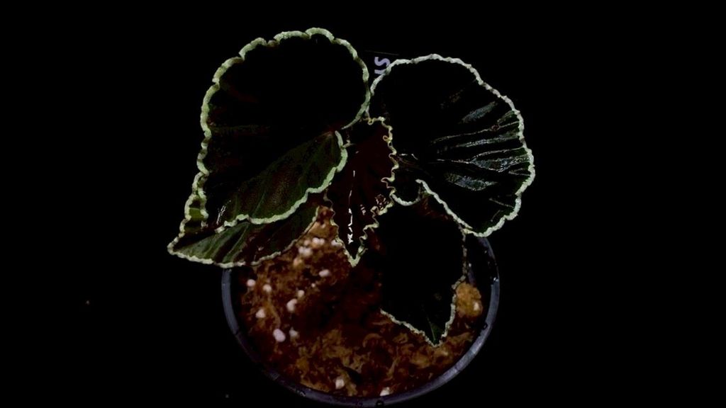 LINE_ALBUM_20251228_251228_40