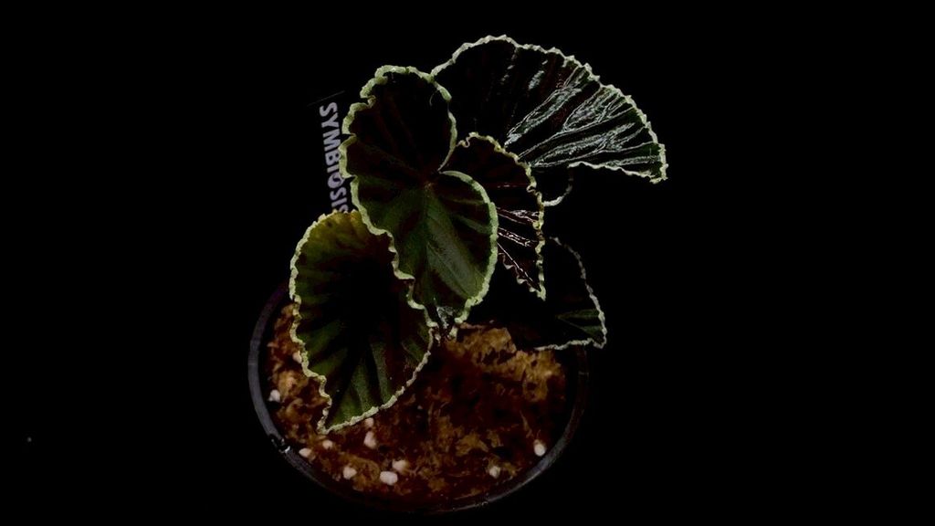 LINE_ALBUM_20251228_251228_38