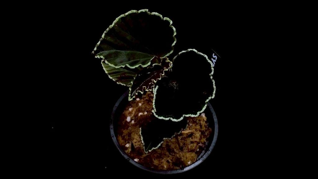 LINE_ALBUM_20251228_251228_39