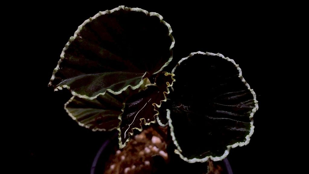 LINE_ALBUM_20251228_251228_37