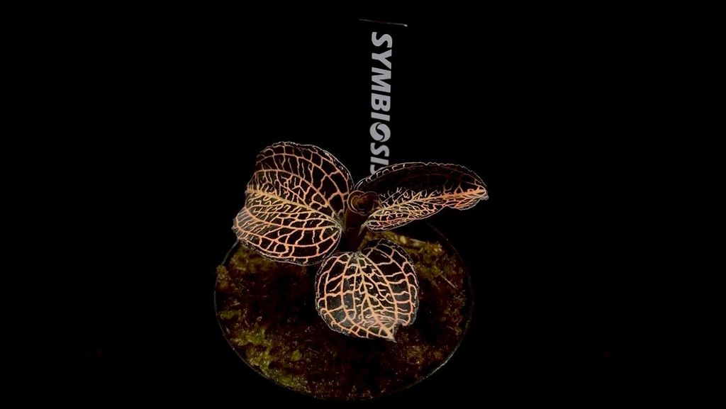 LINE_ALBUM_20251228_251228_54