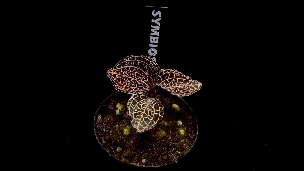 LINE_ALBUM_20251228_251228_52