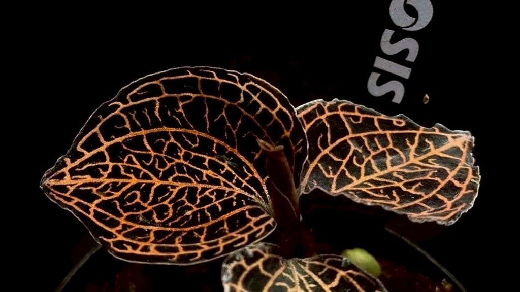 LINE_ALBUM_20251228_251228_50