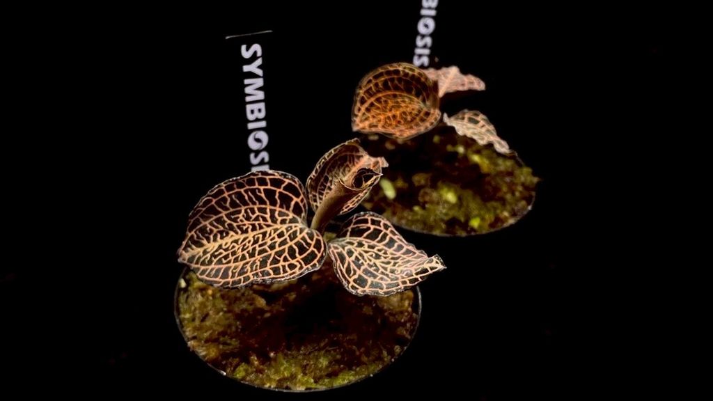 LINE_ALBUM_20251228_251228_51