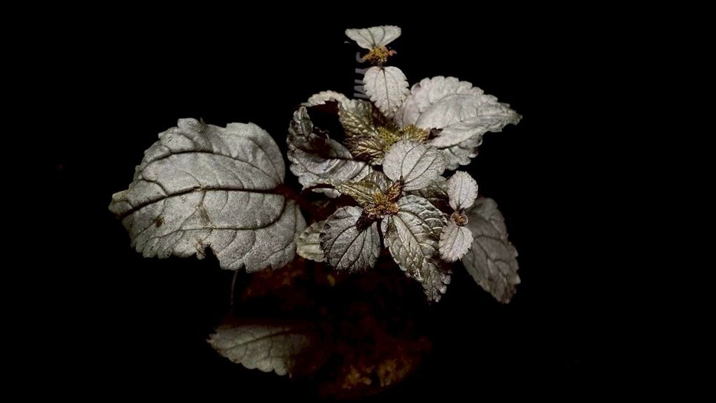 LINE_ALBUM_20251228_251228_46