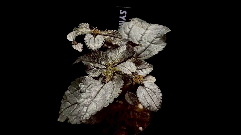 LINE_ALBUM_20251228_251228_47