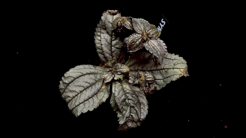 LINE_ALBUM_20251228_251228_44