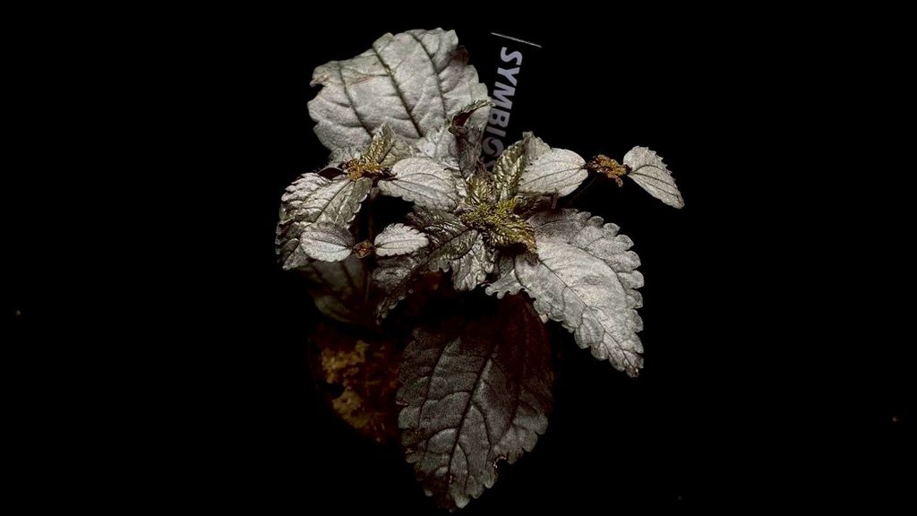 LINE_ALBUM_20251228_251228_48