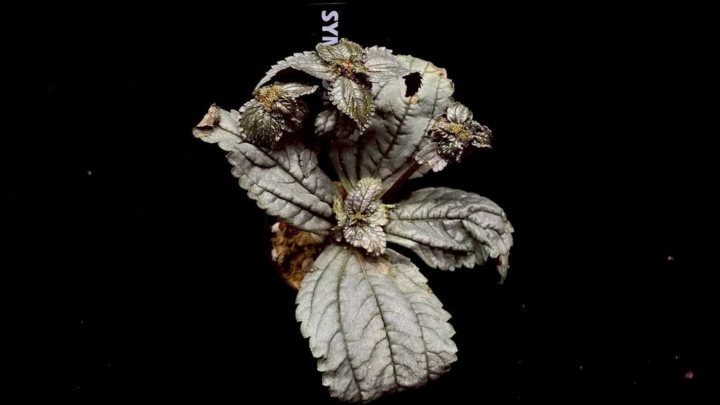 LINE_ALBUM_20251228_251228_45