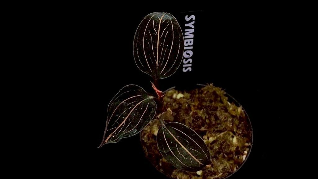 LINE_ALBUM_20251228_251228_59