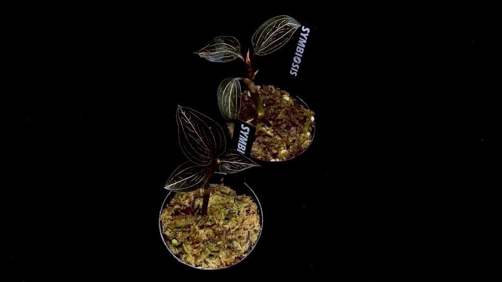 LINE_ALBUM_20251228_251228_56