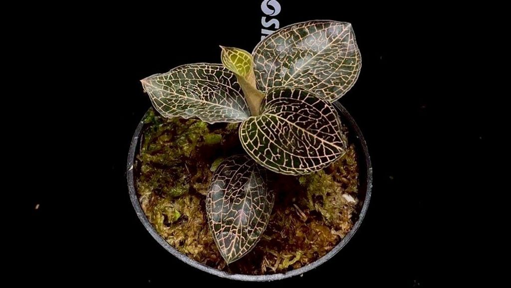 LINE_ALBUM_20251228_251228_65