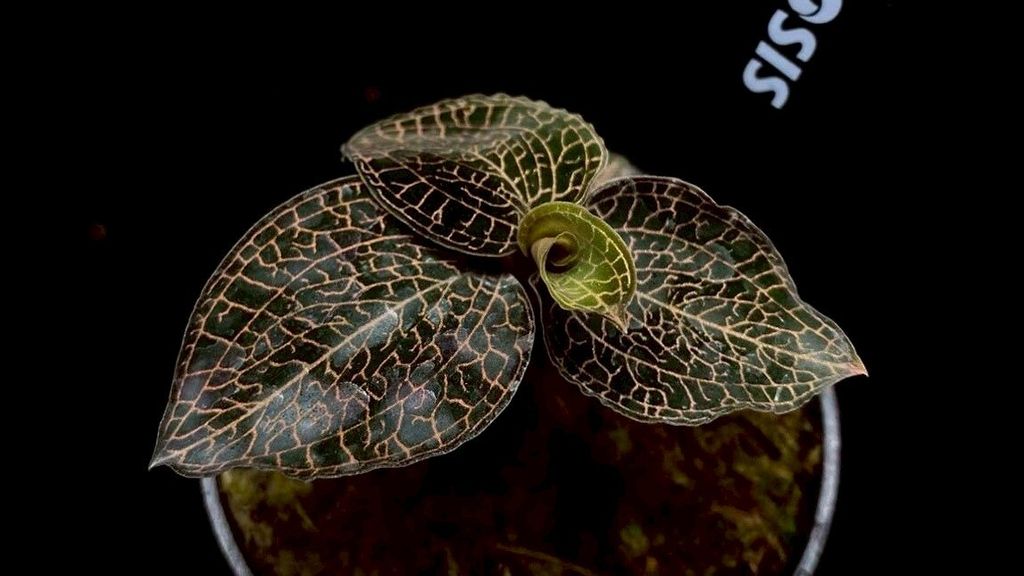 LINE_ALBUM_20251228_251228_64