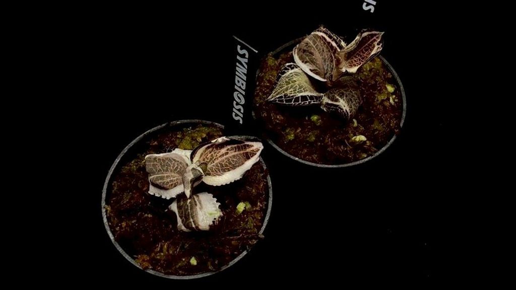 LINE_ALBUM_20251228_251228_66