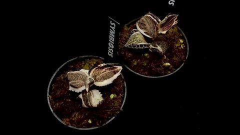 LINE_ALBUM_20251228_251228_66