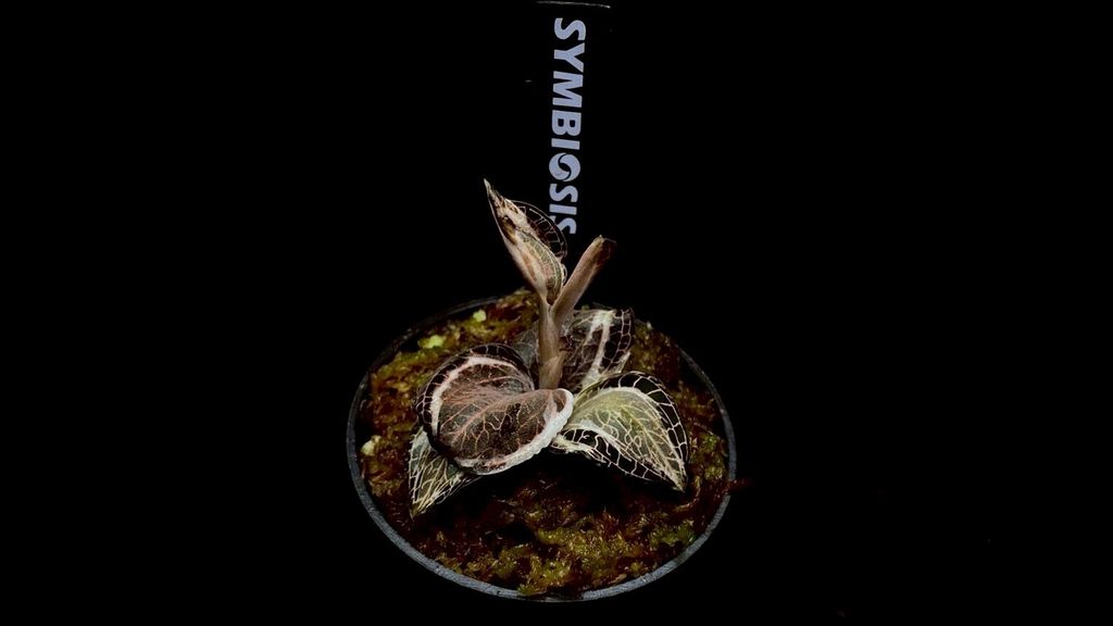 LINE_ALBUM_20251228_251228_67