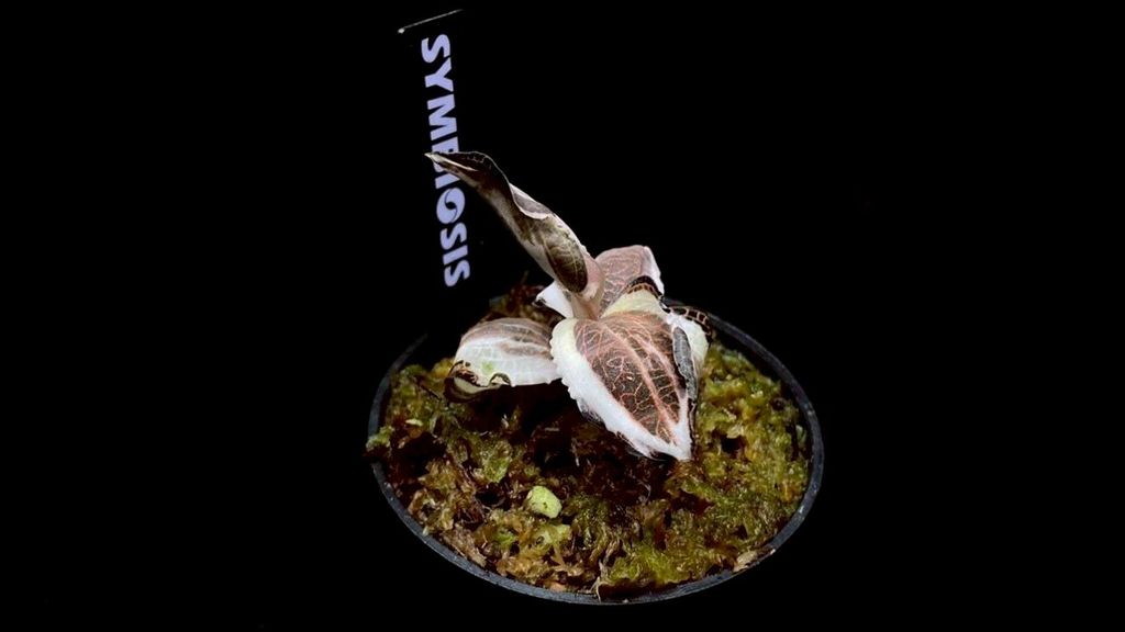 LINE_ALBUM_20251228_251228_69