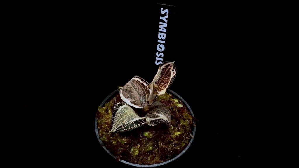 LINE_ALBUM_20251228_251228_68