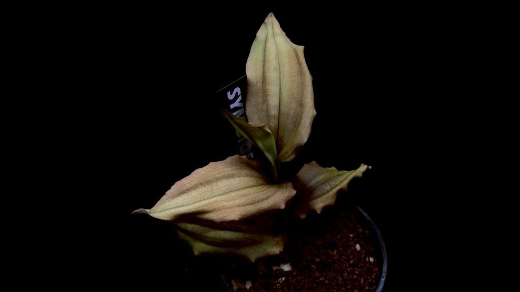 LINE_ALBUM_20251228_251228_72