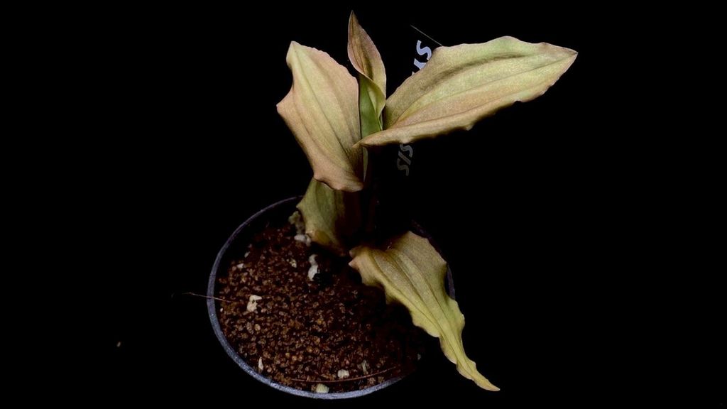 LINE_ALBUM_20251228_251228_71