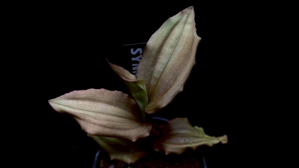 LINE_ALBUM_20251228_251228_70