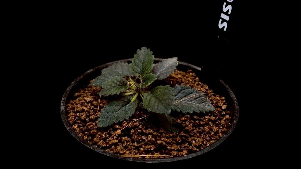 LINE_ALBUM_20251228_251228_74