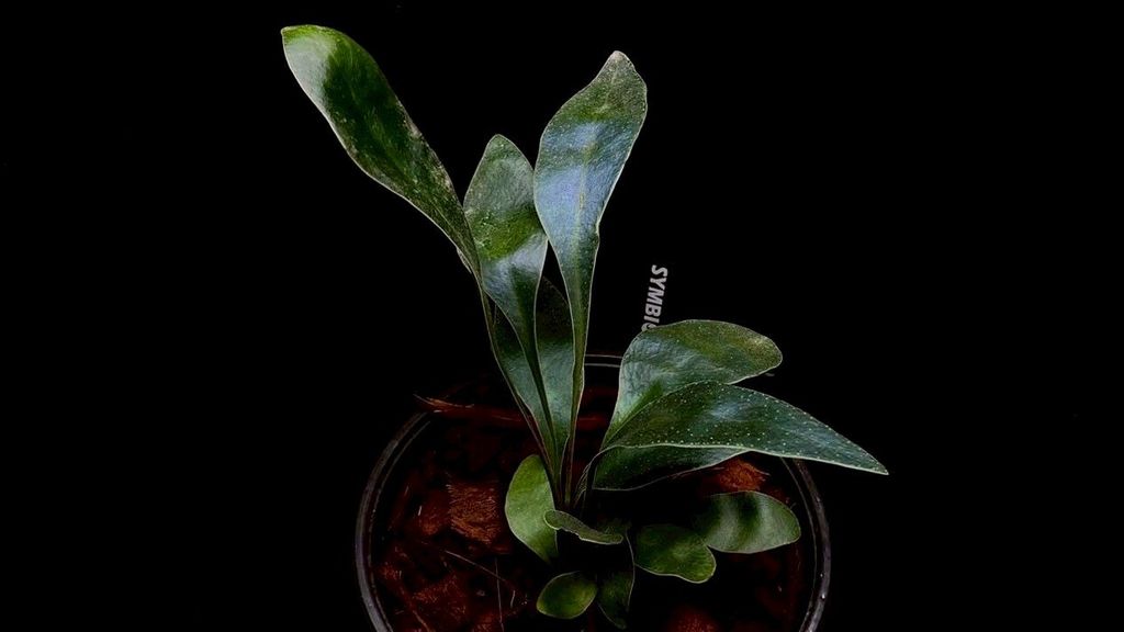 LINE_ALBUM_20251228_251228_81