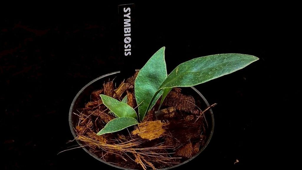 LINE_ALBUM_20251228_251228_82