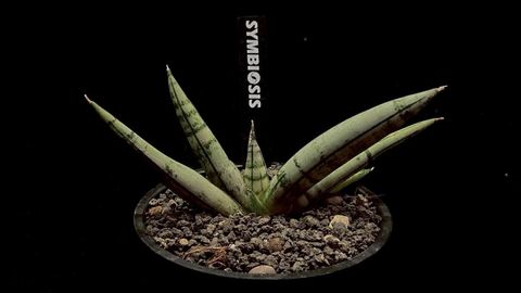 LINE_ALBUM_20251122_251122_69