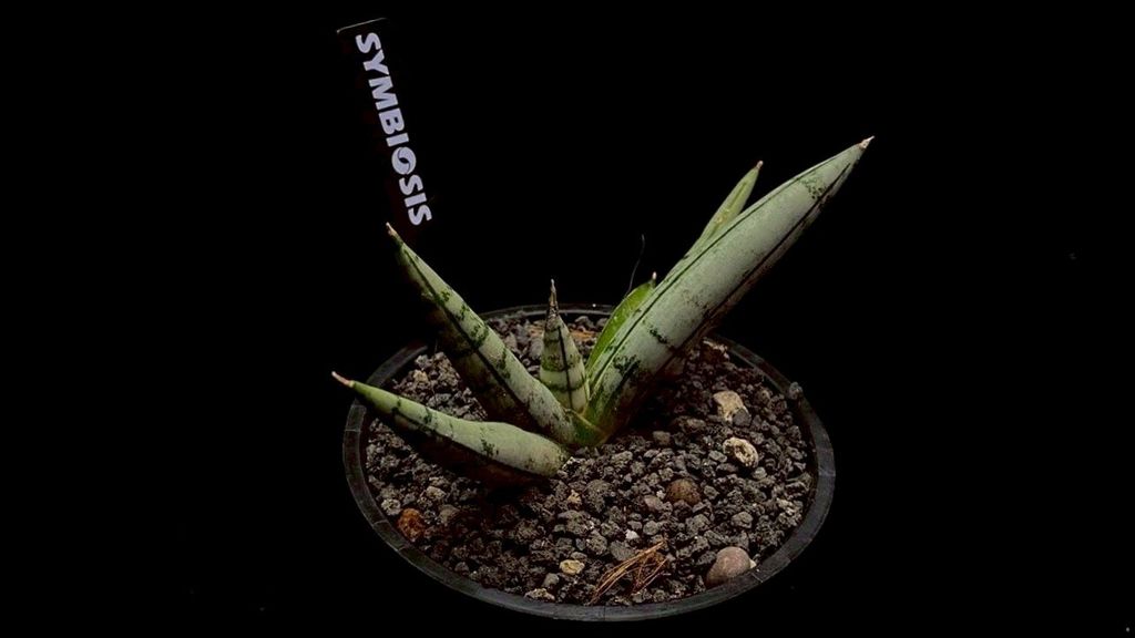 LINE_ALBUM_20251122_251122_76