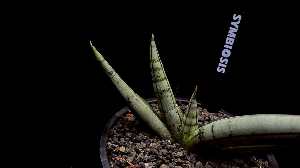 LINE_ALBUM_20251122_251122_75