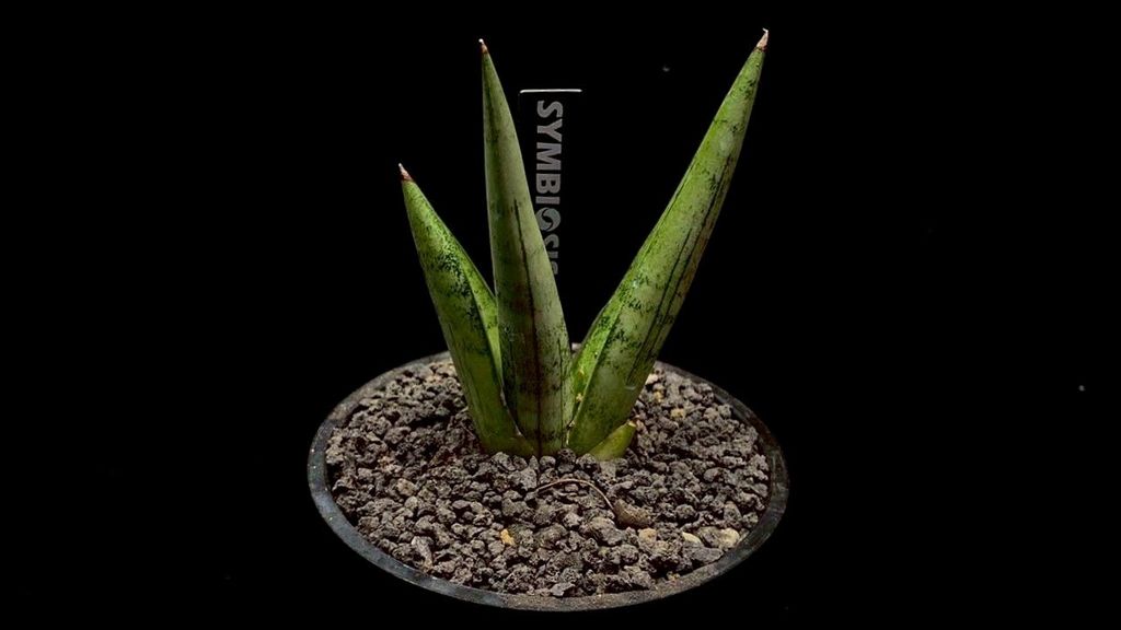 LINE_ALBUM_20251122_251122_74