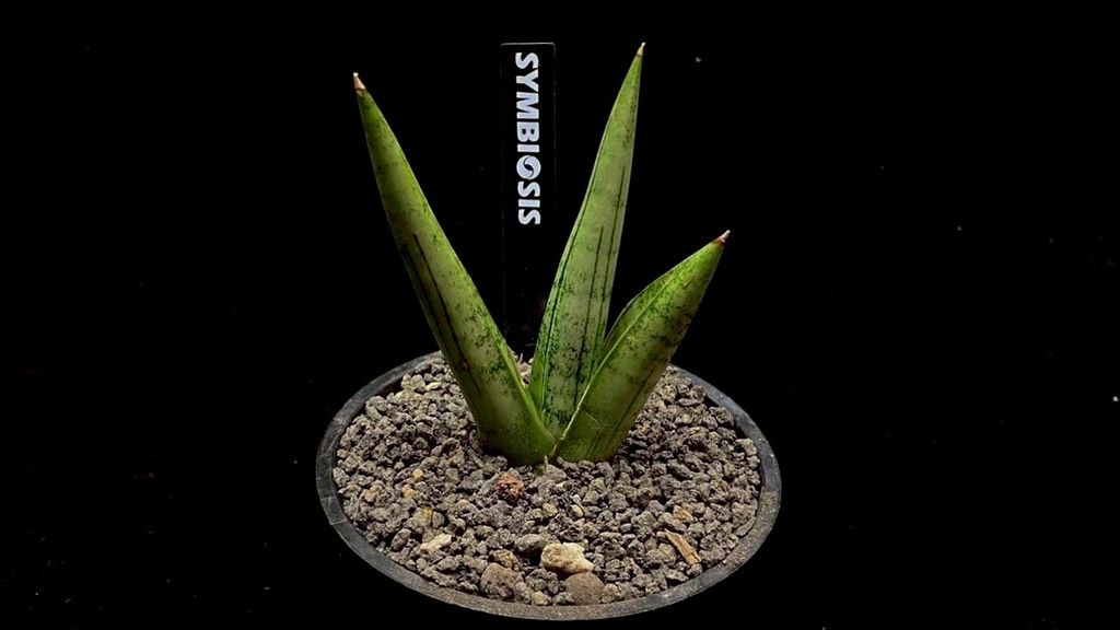 LINE_ALBUM_20251122_251122_77