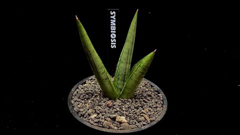 LINE_ALBUM_20251122_251122_77