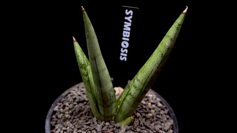 LINE_ALBUM_20251122_251122_78