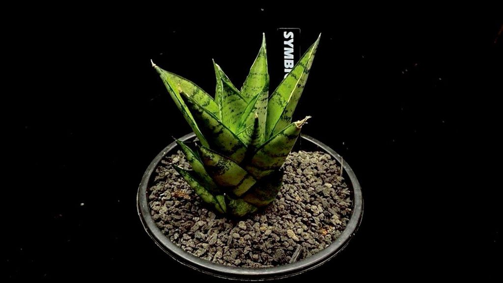 LINE_ALBUM_20251122_251122_88