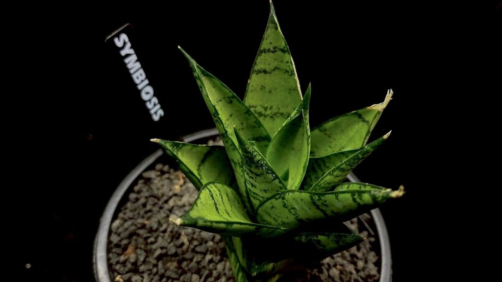 LINE_ALBUM_20251122_251122_87