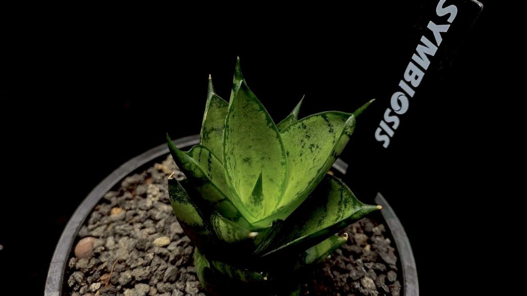 LINE_ALBUM_20251122_251122_81