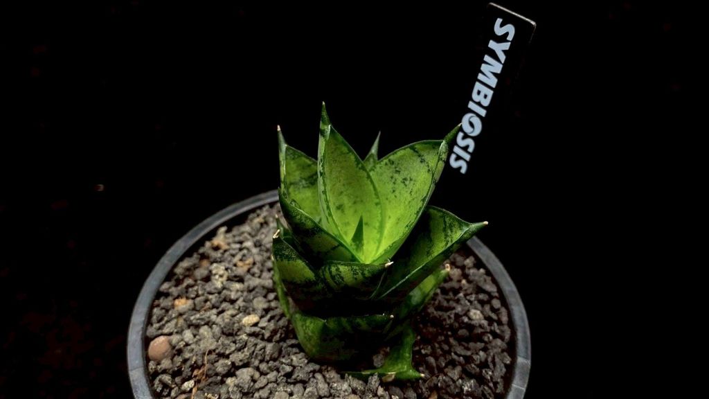 LINE_ALBUM_20251122_251122_82