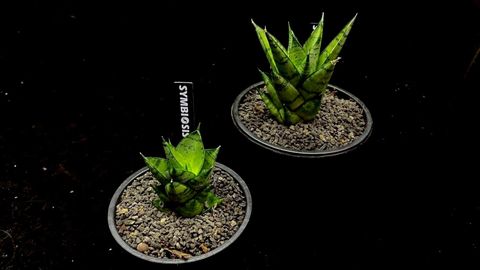 LINE_ALBUM_20251122_251122_86