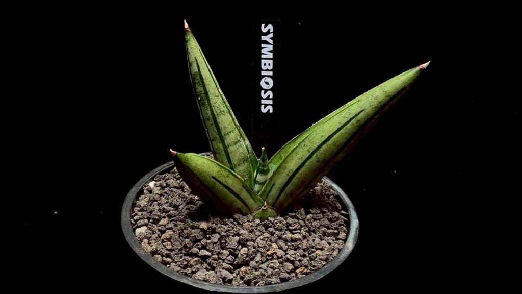 LINE_ALBUM_20251122_251122_84