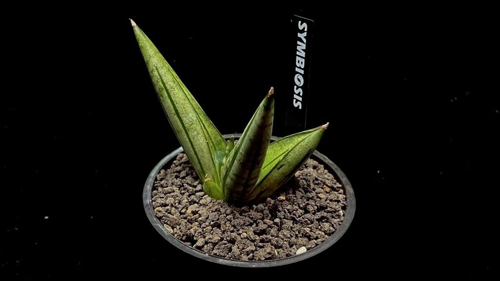 LINE_ALBUM_20251122_251122_80