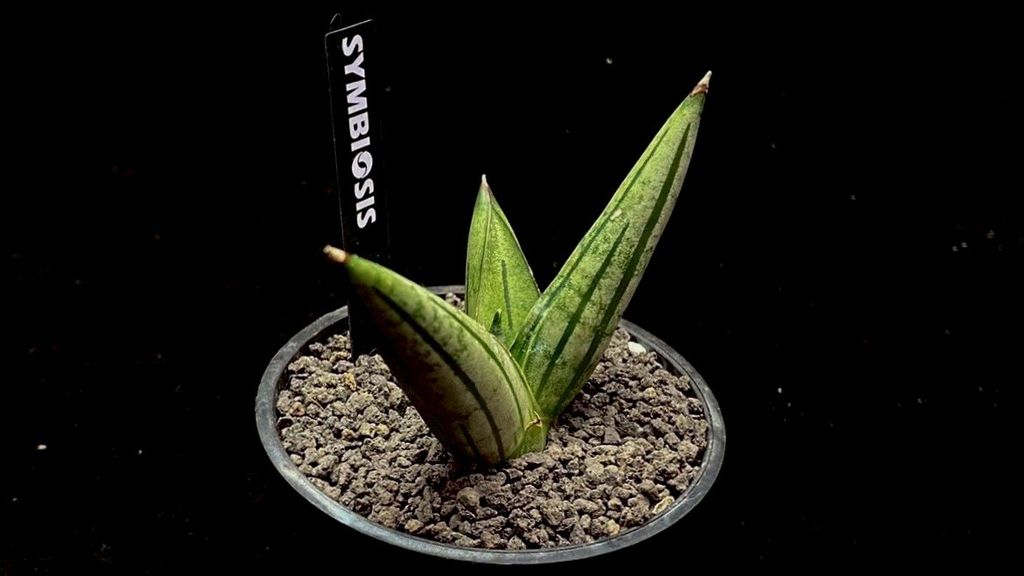 LINE_ALBUM_20251122_251122_79