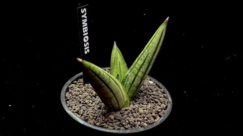 LINE_ALBUM_20251122_251122_79