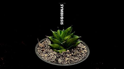 LINE_ALBUM_20251122_251122_85