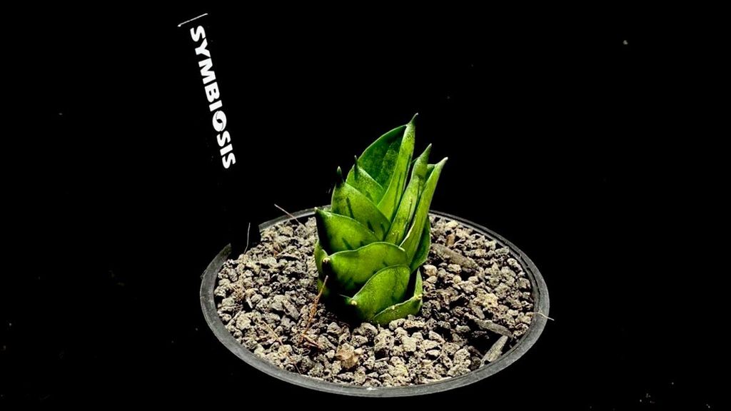 LINE_ALBUM_20251122_251122_92