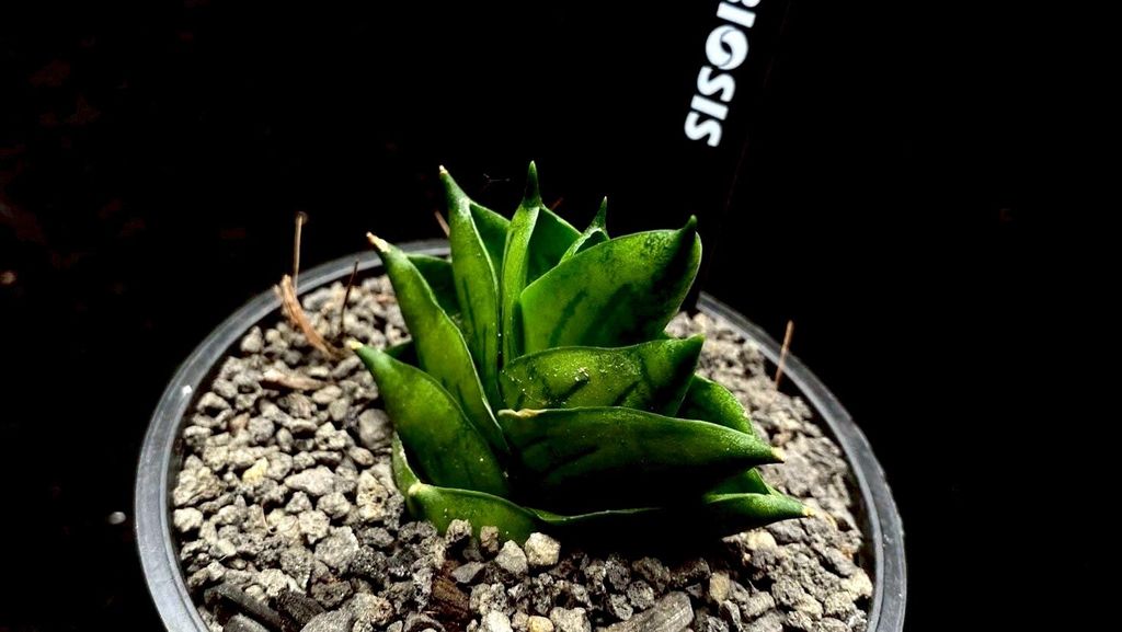 LINE_ALBUM_20251122_251122_91